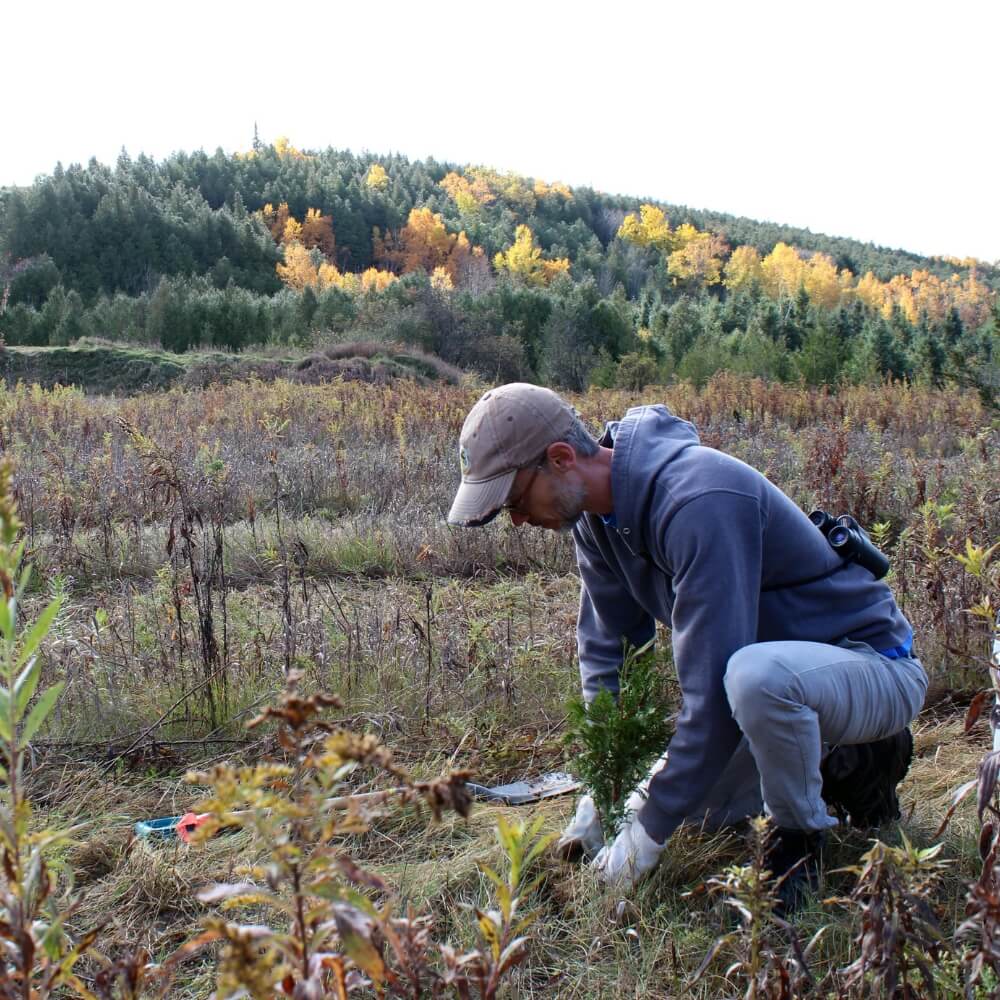 Man planting a tree