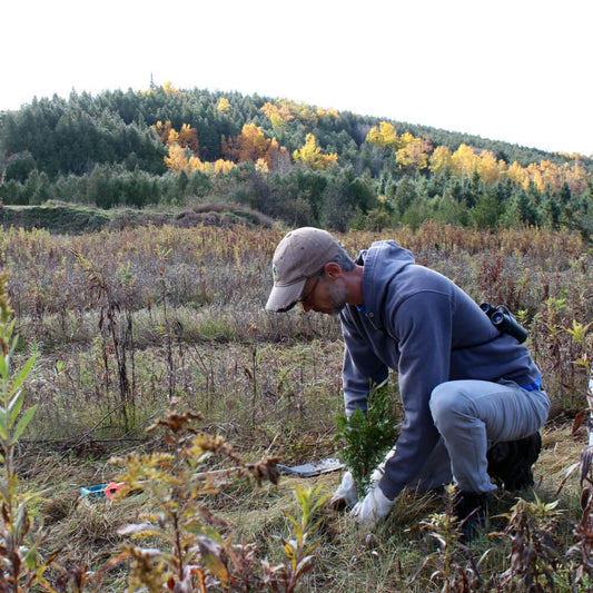 Man planting a tree