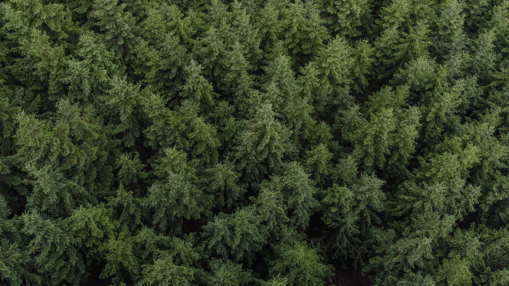 Aerial view of a dense evergreen forest canopy