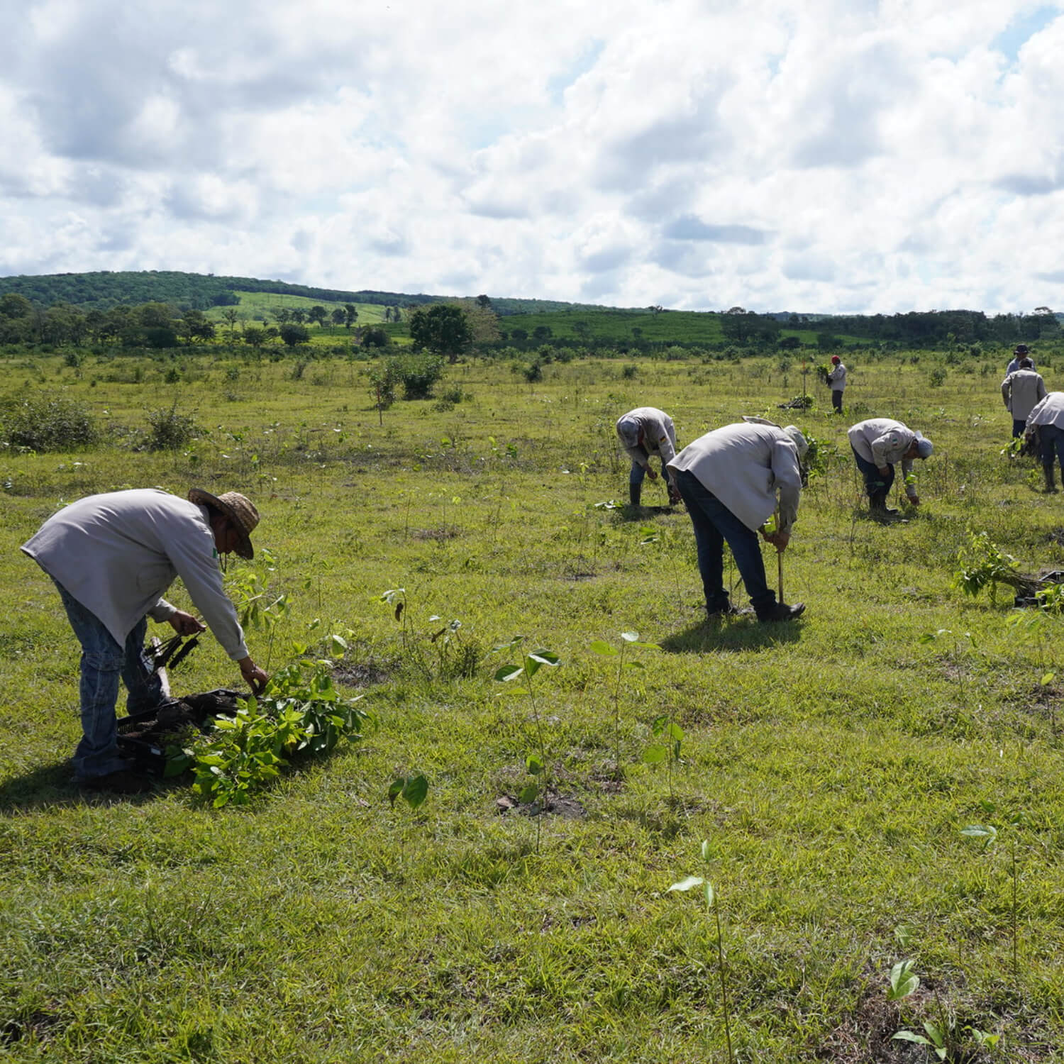 Plant for the Planet Tree Planting